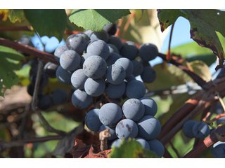 Grapes on farmland in Van Buren County, Michigan - LAND AUCTION - 300+/- ACRES SPECIALTY CROP - GRAPES AND HOPS - OFFERED IN 8 TRACTS IN VAN BUREN COUNTY, MICHIGAN